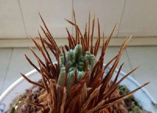 植物发芽|铁树什么时候发芽长叶