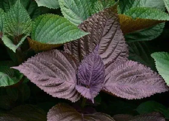 植物百科|紫苏在农村叫什么