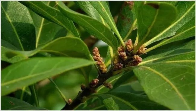 杨梅只开花不结果怎么办有病吗 | 养殖技术