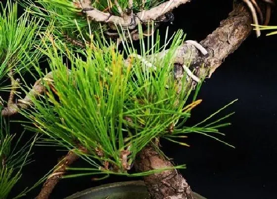 摆放风水|家里养松树盆景风水好吗