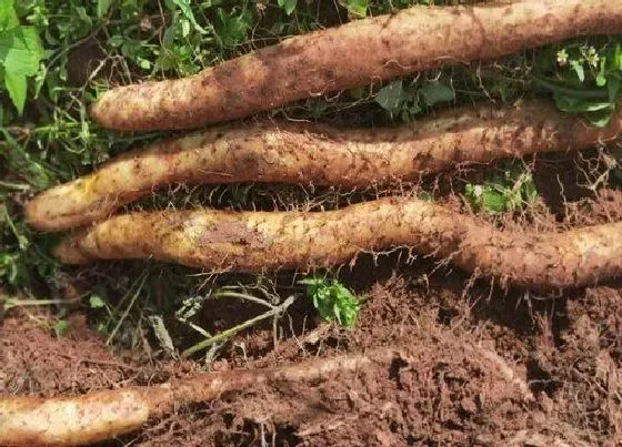种植百科|山药什么时候挖最好
