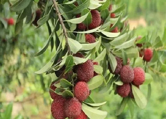 植物修剪|杨梅树剪枝的最佳时间 修剪时间和方法