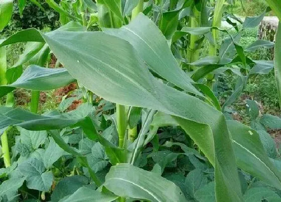植物种类|玉米是一年生植物吗