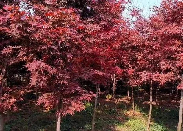 植物移栽|红枫树冬天能移栽吗 几月份移栽成活率高