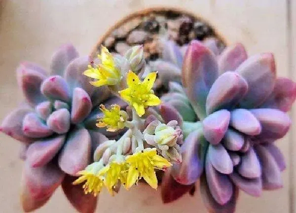 养殖方法|多肉控养是少浇水多晒太阳吗（多肉植物需要每天浇水吗）