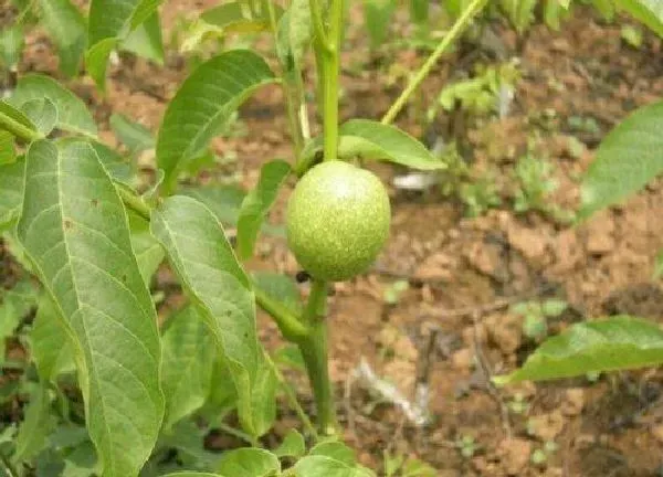 植物移栽|山楂树冬天能移栽吗 几月份移栽能活