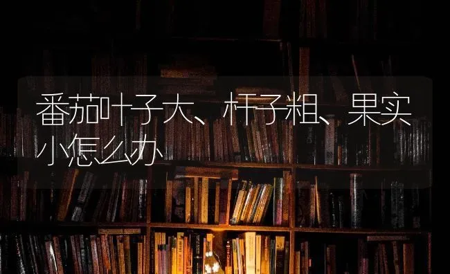 番茄叶子大、杆子粗、果实小怎么办 | 瓜果种植