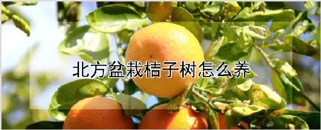 北方盆栽桔子树怎么养 | 农业科普