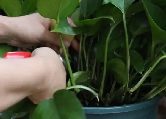 植物修剪|盆栽绿萝怎么修剪方法