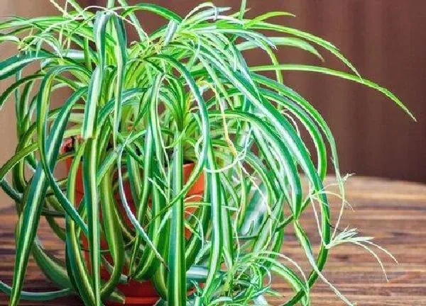 植物浇水|吊兰浇水的正确方法