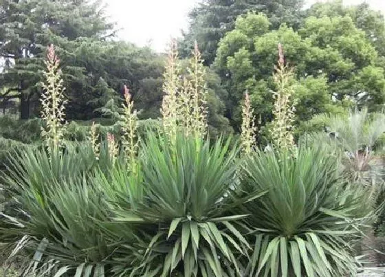 开花时间|剑麻什么时候开花 开花开多长时间