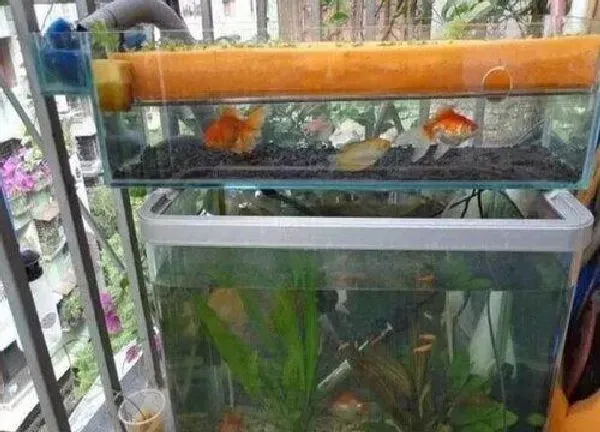 植物浇水|鱼缸里水可以浇花吗