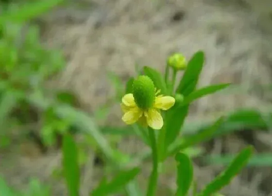 功效常识|猫爪草有什么作用