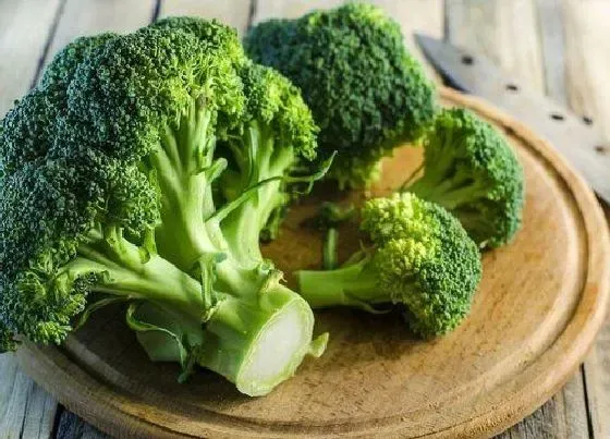 植物种类|狗可以吃的蔬菜有哪些 宠物狗能吃的蔬菜种类大全