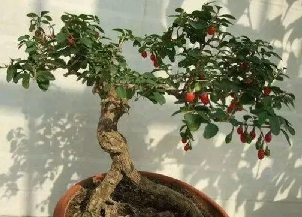 植物移栽|冬天挖枸杞能栽活吗（野生枸杞生桩盆景可以种植吗）