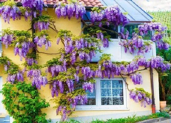 植物百科|紫藤花有几种颜色 开花有什么颜色（图）