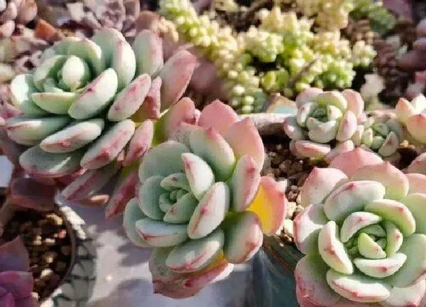 养殖方法|多肉控养是少浇水多晒太阳吗（多肉植物需要每天浇水吗）