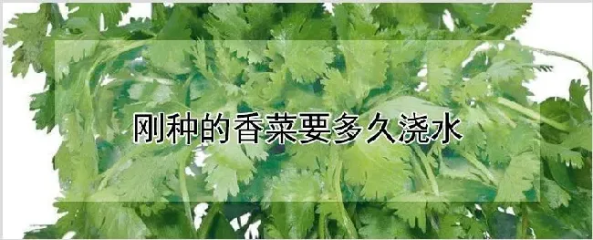 刚种的香菜要多久浇水 | 农业技术