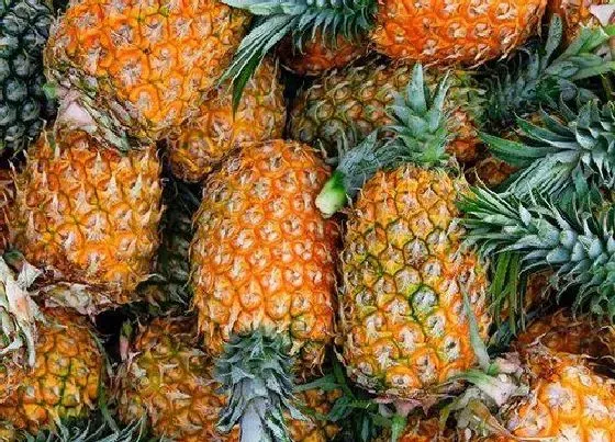 食用常识|凤梨什么季节吃最好