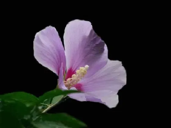 冬天植物|木槿花怕冻吗 能放在室外过冬吗
