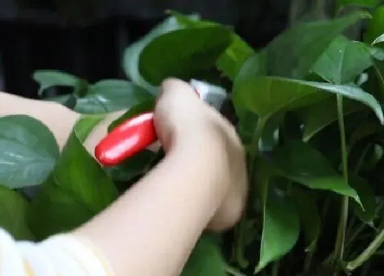 植物修剪|盆栽绿萝怎么修剪方法