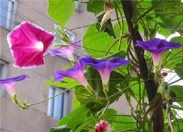 植物浇水|喇叭花多久浇一次水