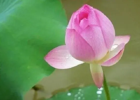 植物百科|耐高温花卉有哪些