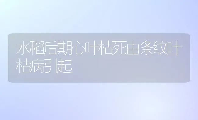 水稻后期心叶枯死由条纹叶枯病引起 | 粮油作物种植