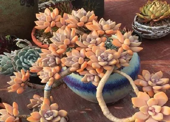 冬天植物|冬美人耐冻吗