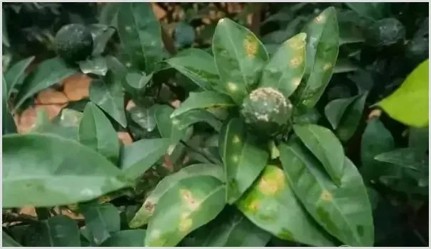 农作物病虫害防治条例内容解读 | 种植病虫害