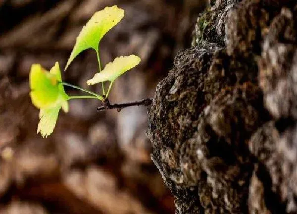 植物发芽|银杏什么时候发芽长叶