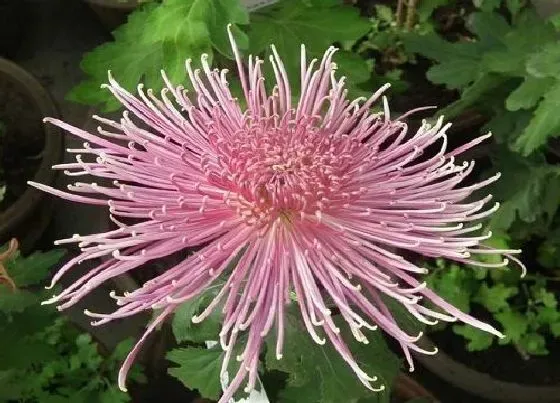 花卉趣闻|中国菊花的十大罕见品种排名（最有名稀有的菊花品种）