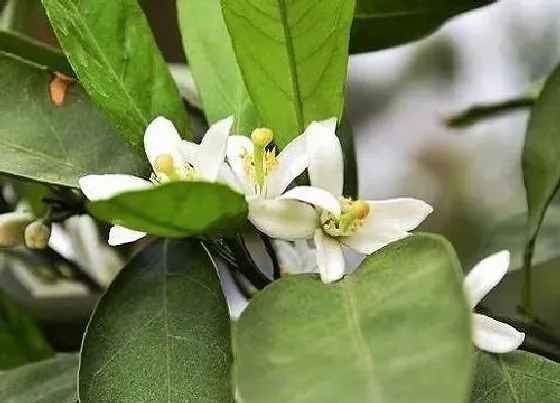 植物百科|桔子树会开花吗 开什么样的花