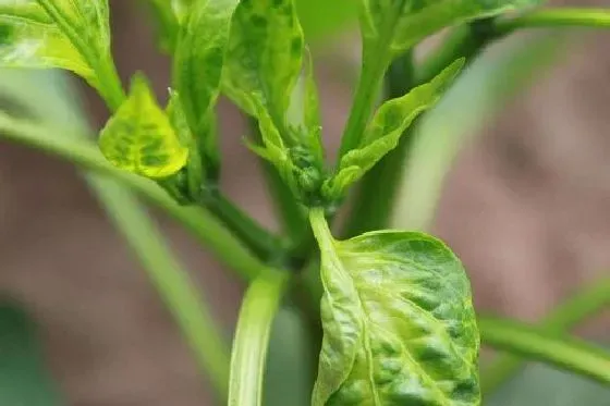 植物病害|朝天椒病毒病症状与防治方法