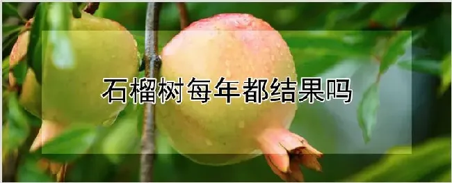 石榴树每年都结果吗 | 耕种资料