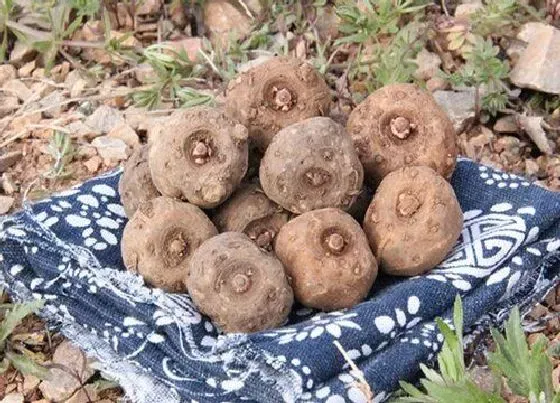 食用技巧|魔芋怎么做出来的好吃（手工魔芋的制作方法与过程）