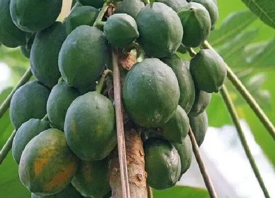 种植方法|木瓜种植时间和方法