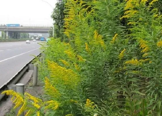 花之最|加拿大一枝黄花到底是什么植物 怎么流入的，危害有多大