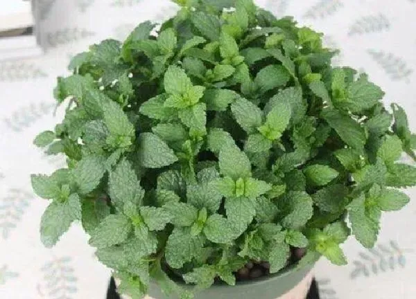 养殖方法|薄荷花怎么养殖方法