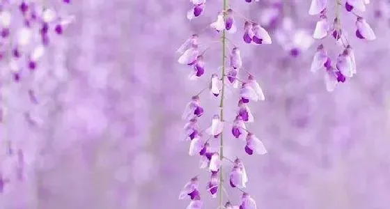 开花时间|紫藤花一年开几次花 花期月份与时间