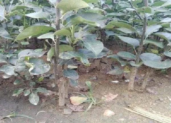 植物扦插|苹果树可以扦插吗