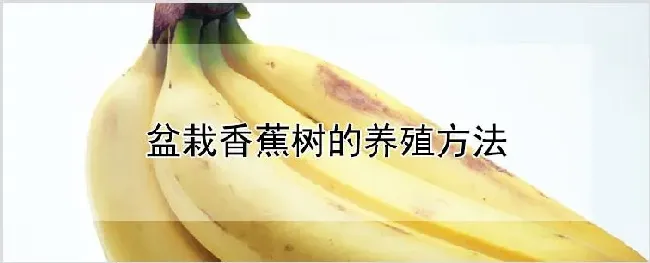 盆栽香蕉树的养殖方法 | 种植技术