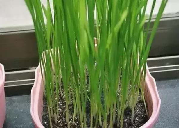 植物浇水|猫草多久浇一次水