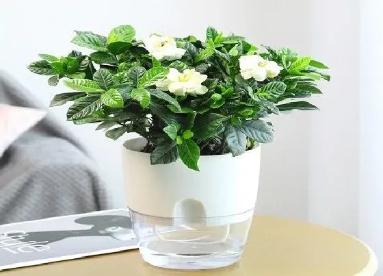 植物寓意|象征友谊的植物有哪些