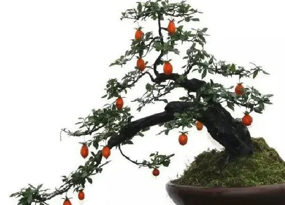 叶子|金弹子冬天落叶吗（金弹子落叶有几种原因）