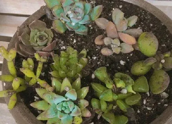 植物移栽|多肉什么时候换盆好