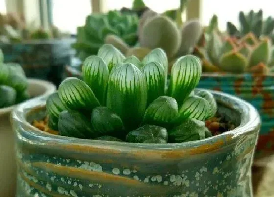 植物施肥|姬玉露施什么肥最好