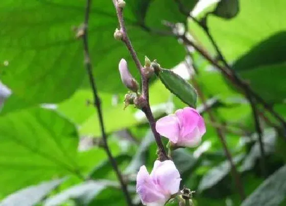 种植管理|刀豆摘心打顶时间与方法