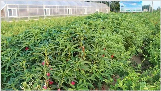 急性子怎么种 | 种植技术