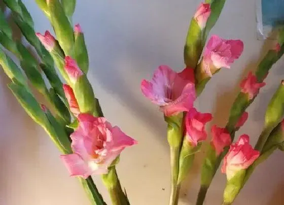 植物百科|剑兰开花吗 在什么时候开花